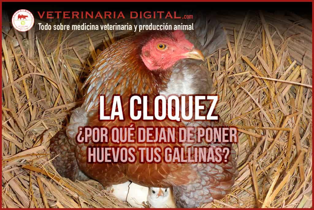 La cloquez
