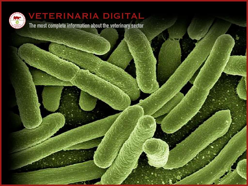 Emerging and opportunistic pathogens