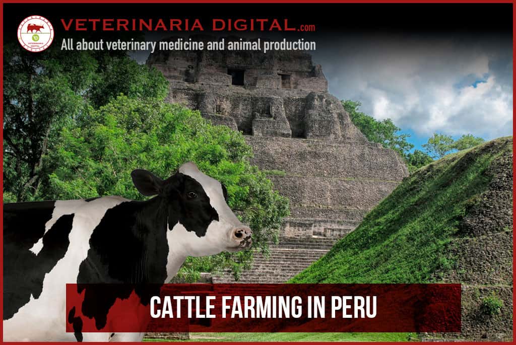 Cattle farming in Peru