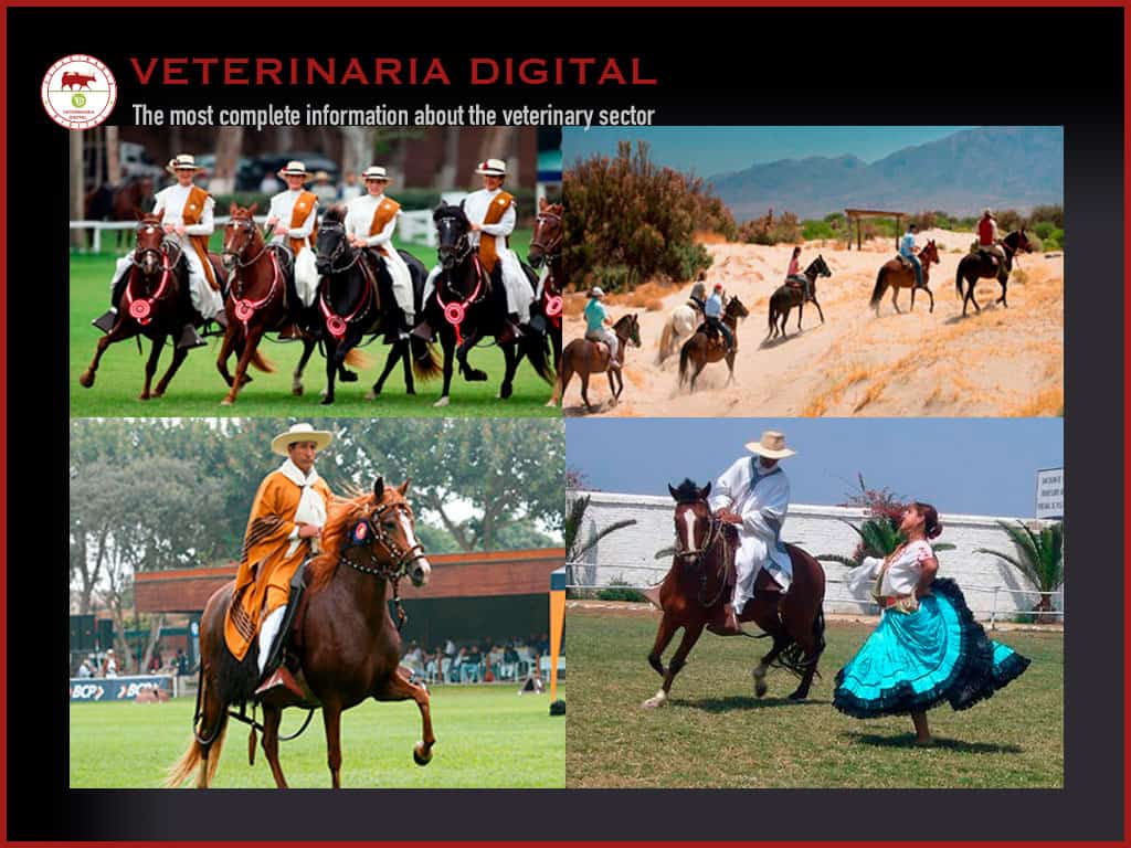 ‘The Peruvian Paso horse is considered the softest saddle-horse in the world’, Dr. Manuel Efráin Rosemberg, zootechnical engineer