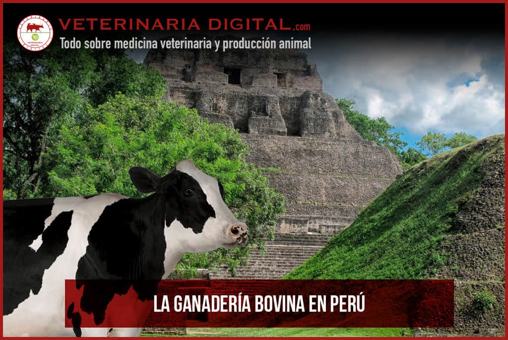 La ganadería bovina en Perú