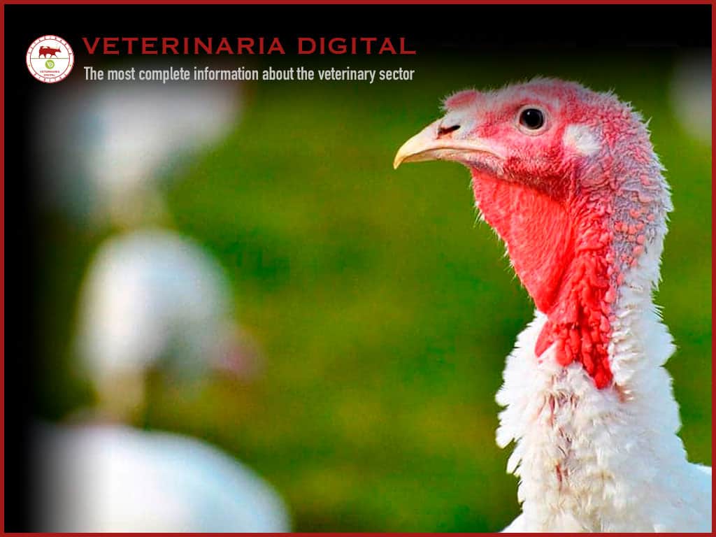 Main protozoan diseases in turkeys