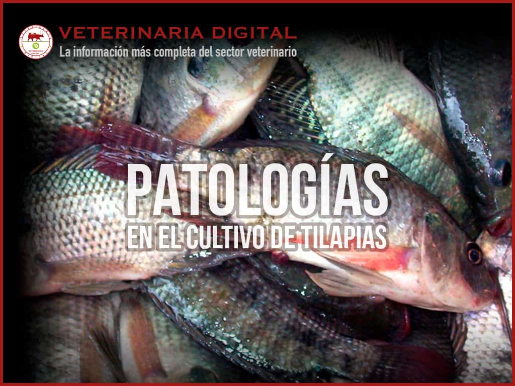 Patologías en el cultivo de tilapias