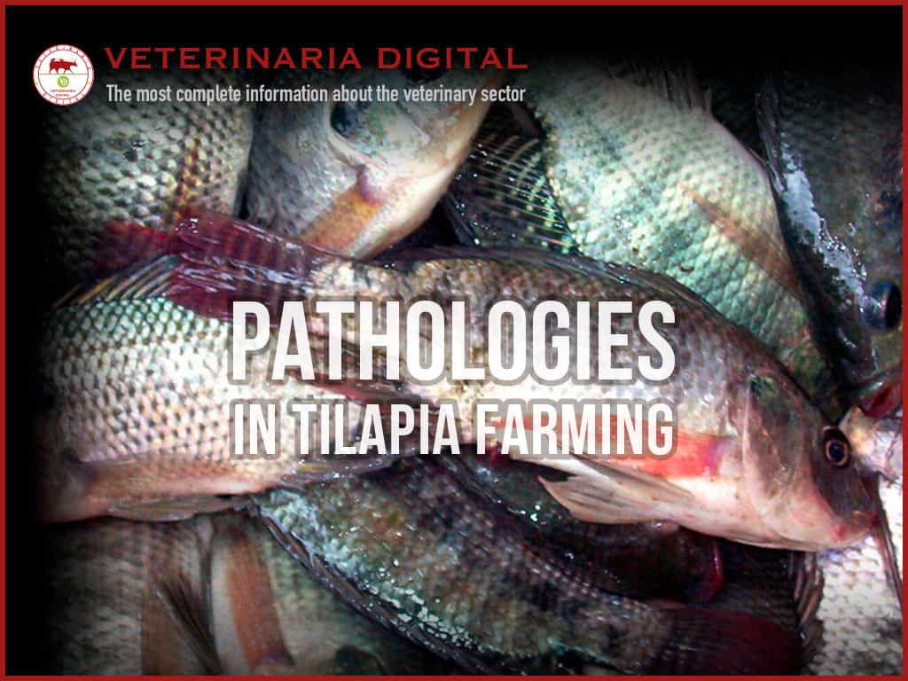 Pathologies in tilapia farming
