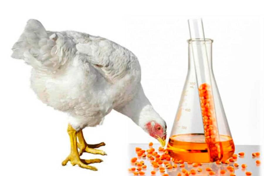 Glycerol in Poultry Feed?  by: Dra. Liliana Revolledo