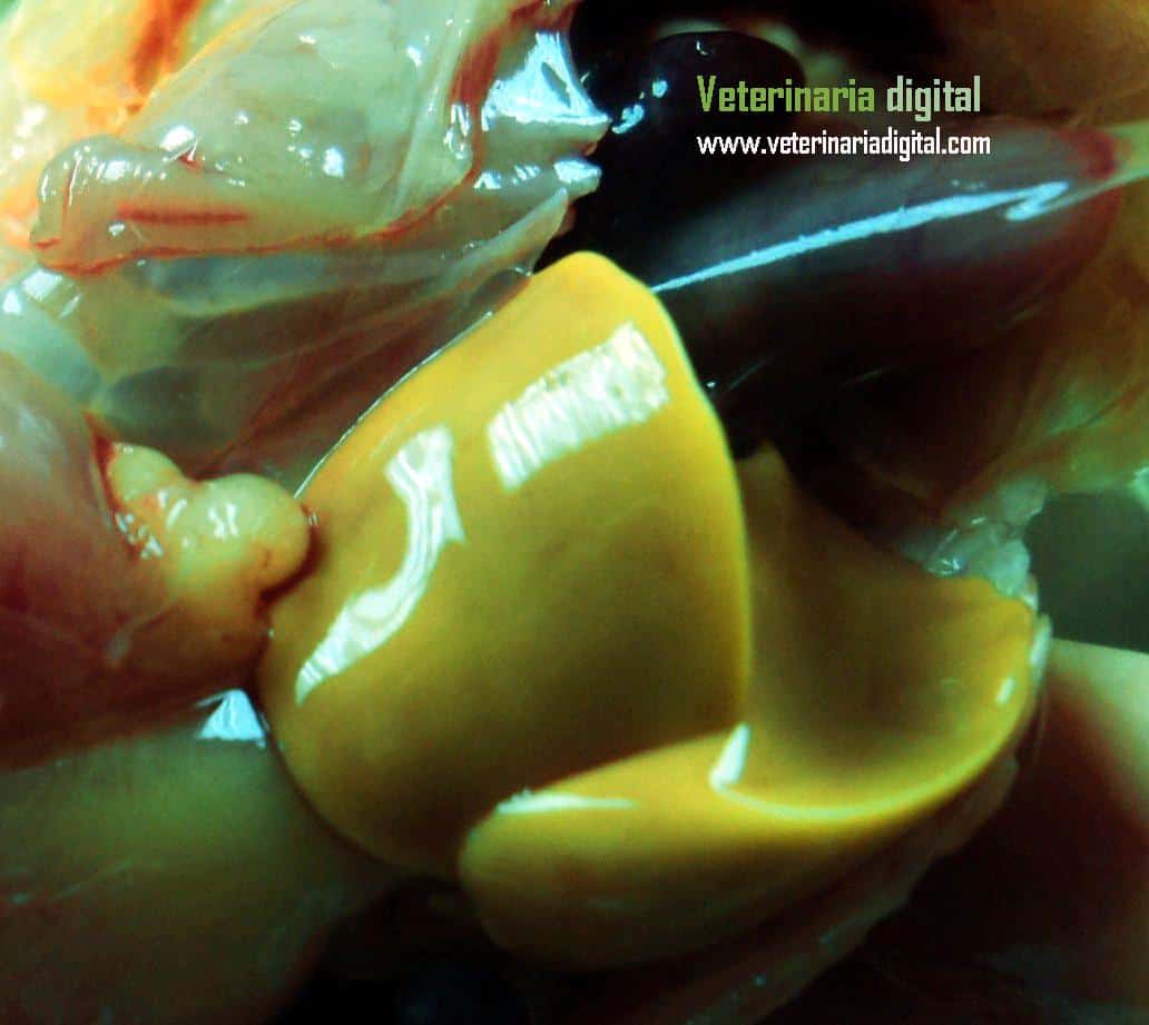 Hígado afectado por hepatoenteritis toxica infecciosa aviar en broiler recién nacido