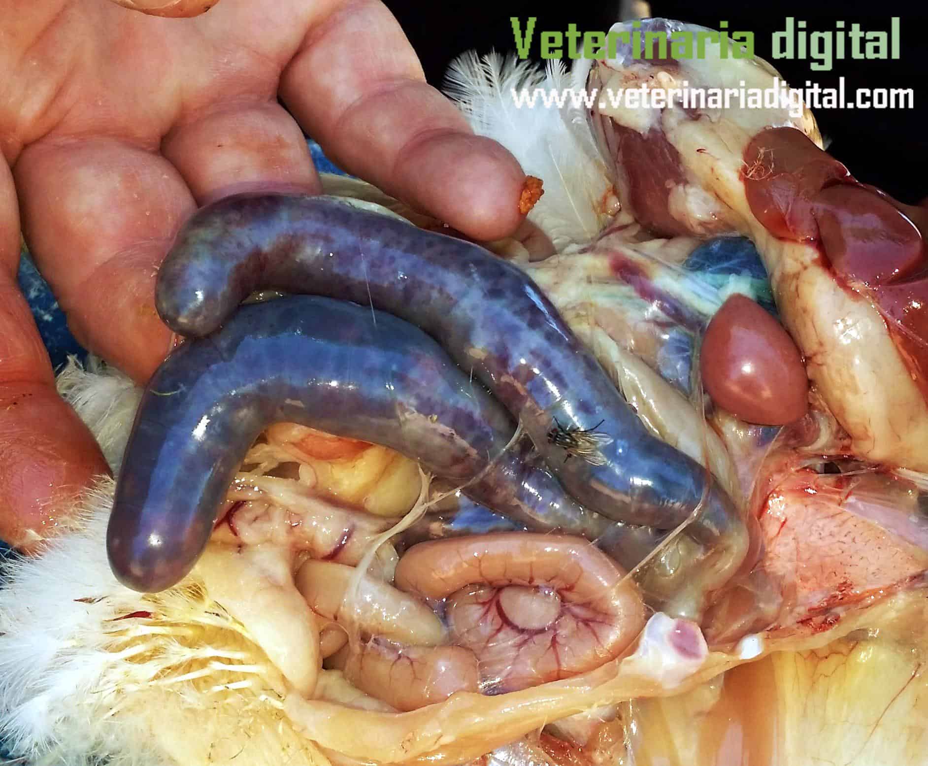Coccidiosis cecal avícola: Eimeria tenella