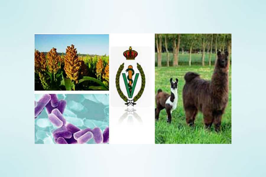 Asociaciones Iberoamericanas de Academias de Ciencias Veterinarias: Reunión