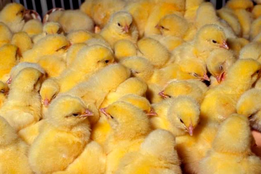 Pre Initiators in Broilers : Importance of Nutrition by Dr. Francisco A. Parker