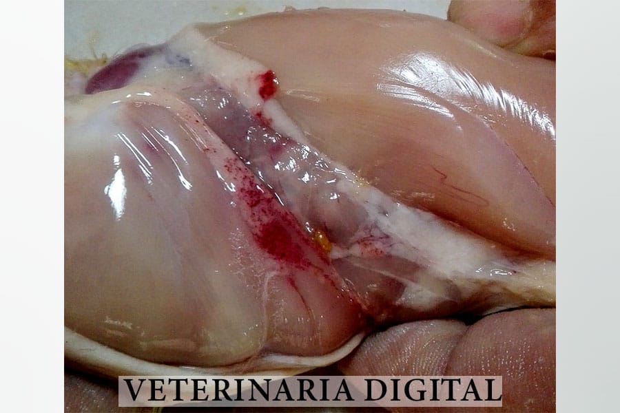 Petechiae in avian septicaemia