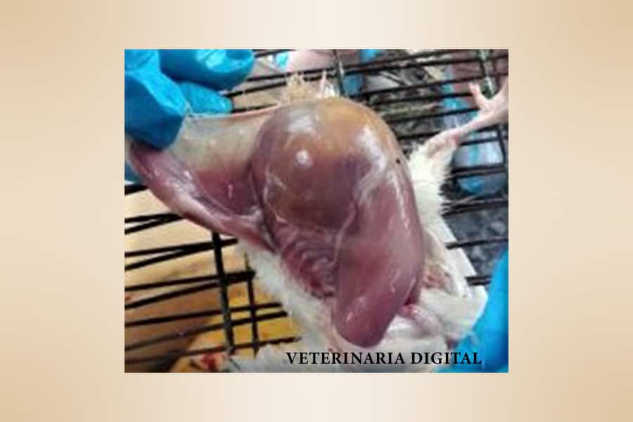 Ascites in broilers