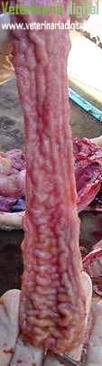 Porcine proliferative enteropathy