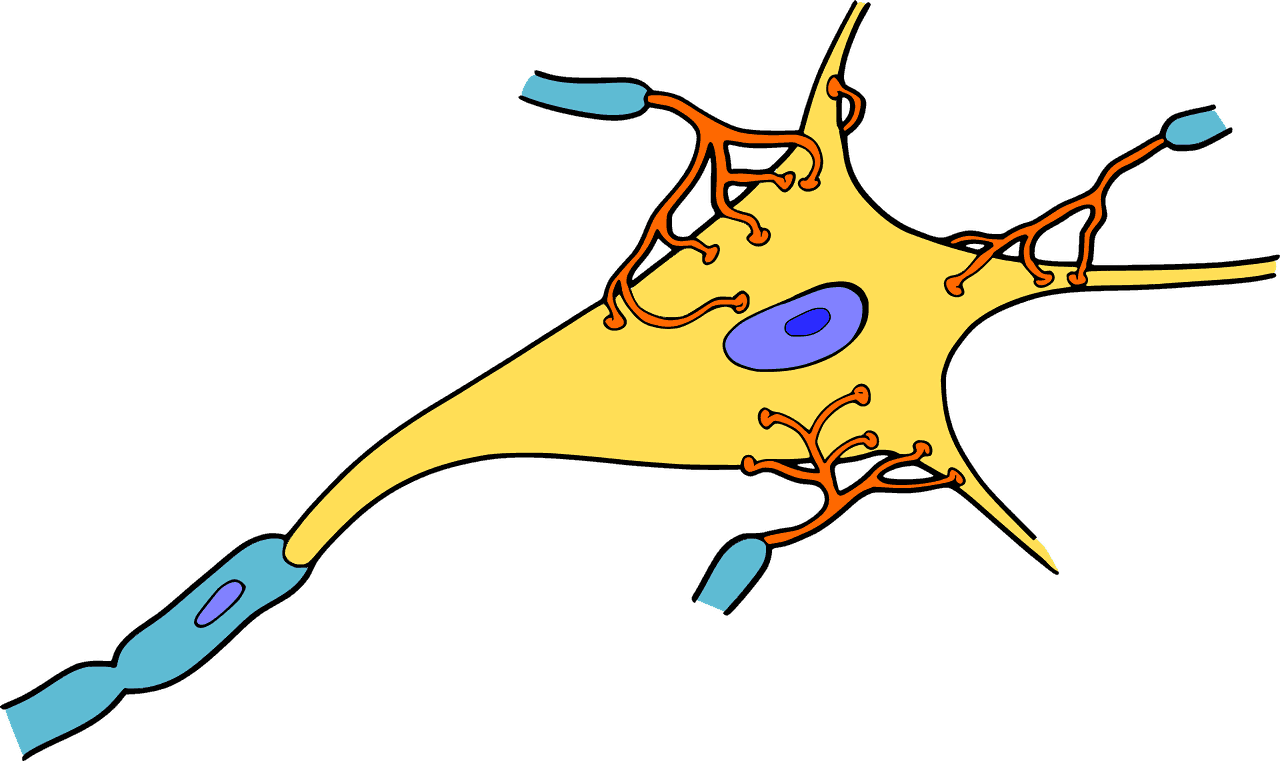 Ciclos Circadianos de Enterocitos y Neuronas. Divulgación 30