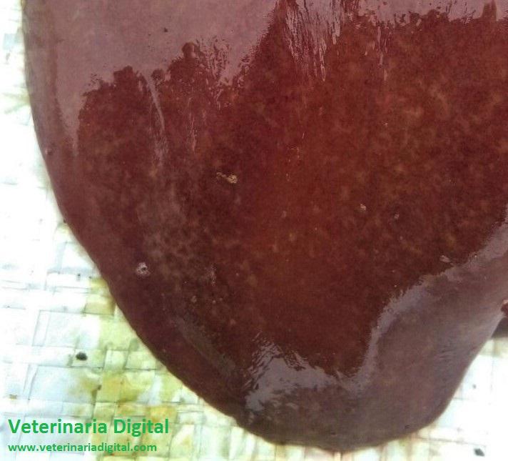 Avian hepatitis by Shigella
