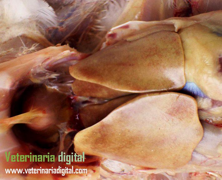 Avian steatosis