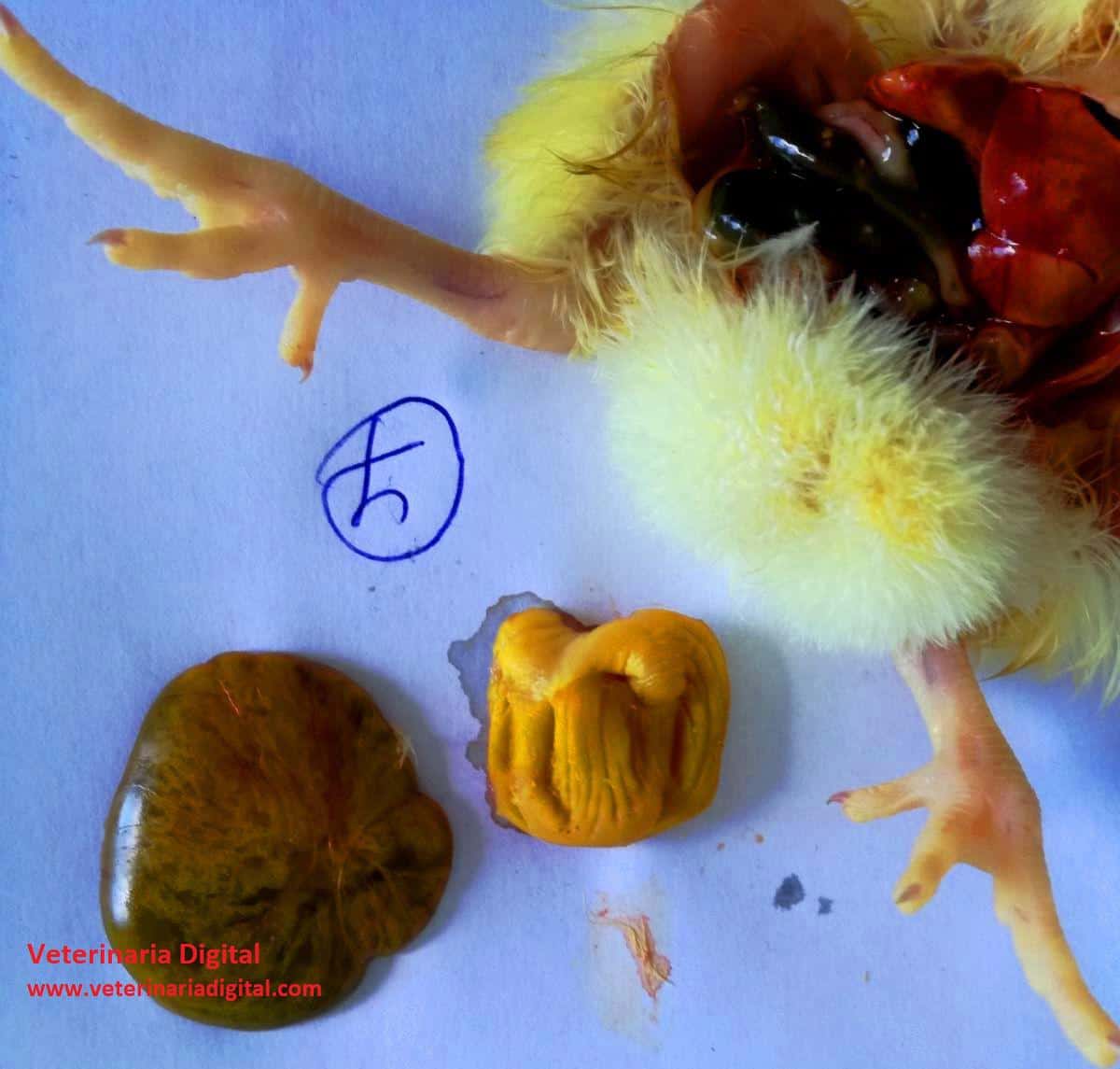 Yolk sac in avian toxic infectious hepatoenteritis