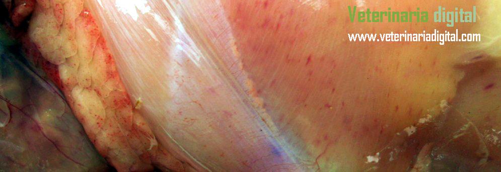 Colibacillary septicaemia  and aflatoxins