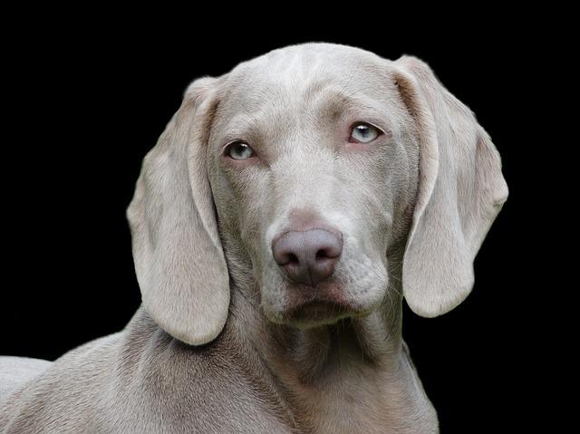 Dog nutritional needs