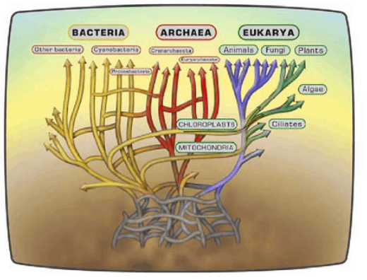 Circular DNA of the first living BEINGS. Dissemination 63rd
