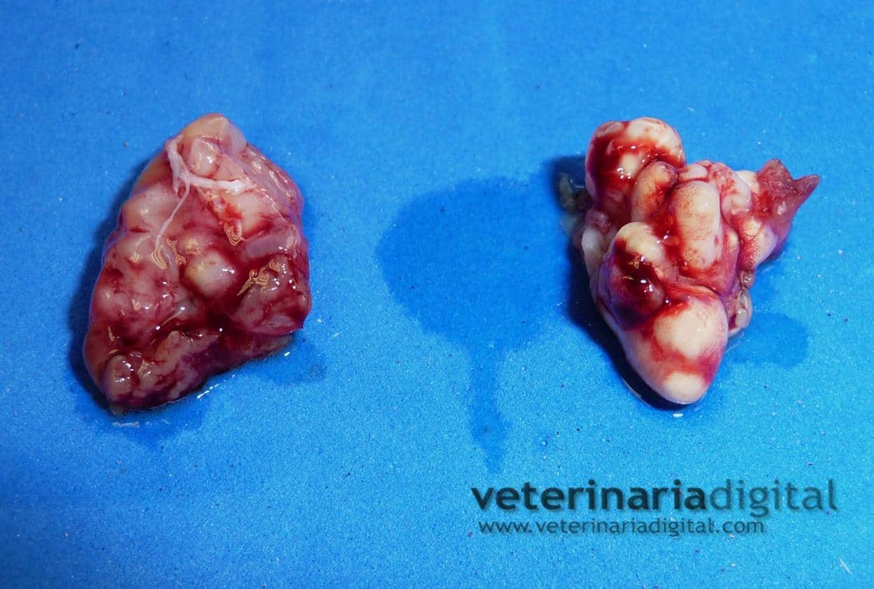 Renal granulomas in birds by Bordetella