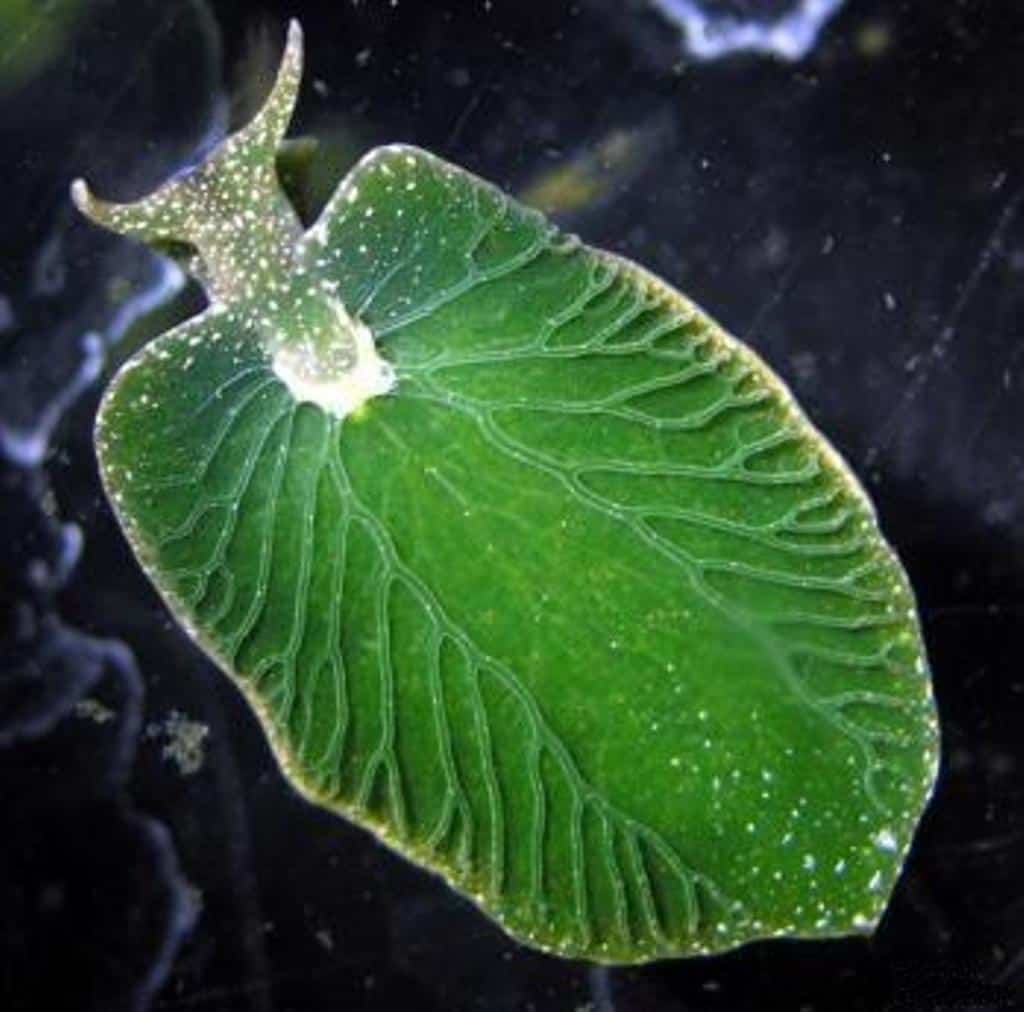 ADN circular: Elysia chlorotica, Pteraeolidia ianthina, Placida dendrítica. Divulgación 88.