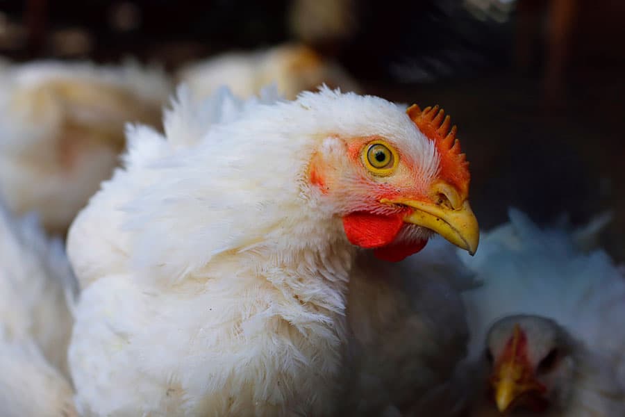 Efficacy of intestinal optimizer pronutrients to control coccidiosis in broilers 