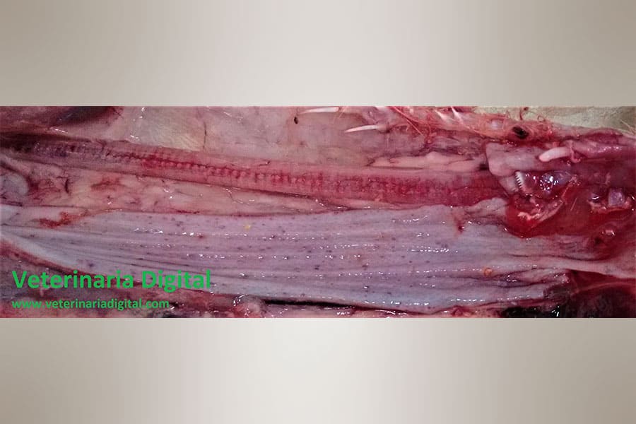 Petequiae in bird’s esophagus due to aflatoxicosis