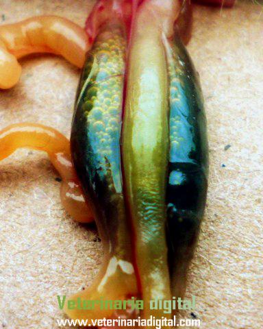 Typhlitis in avian infectious toxic hepatoenteritis