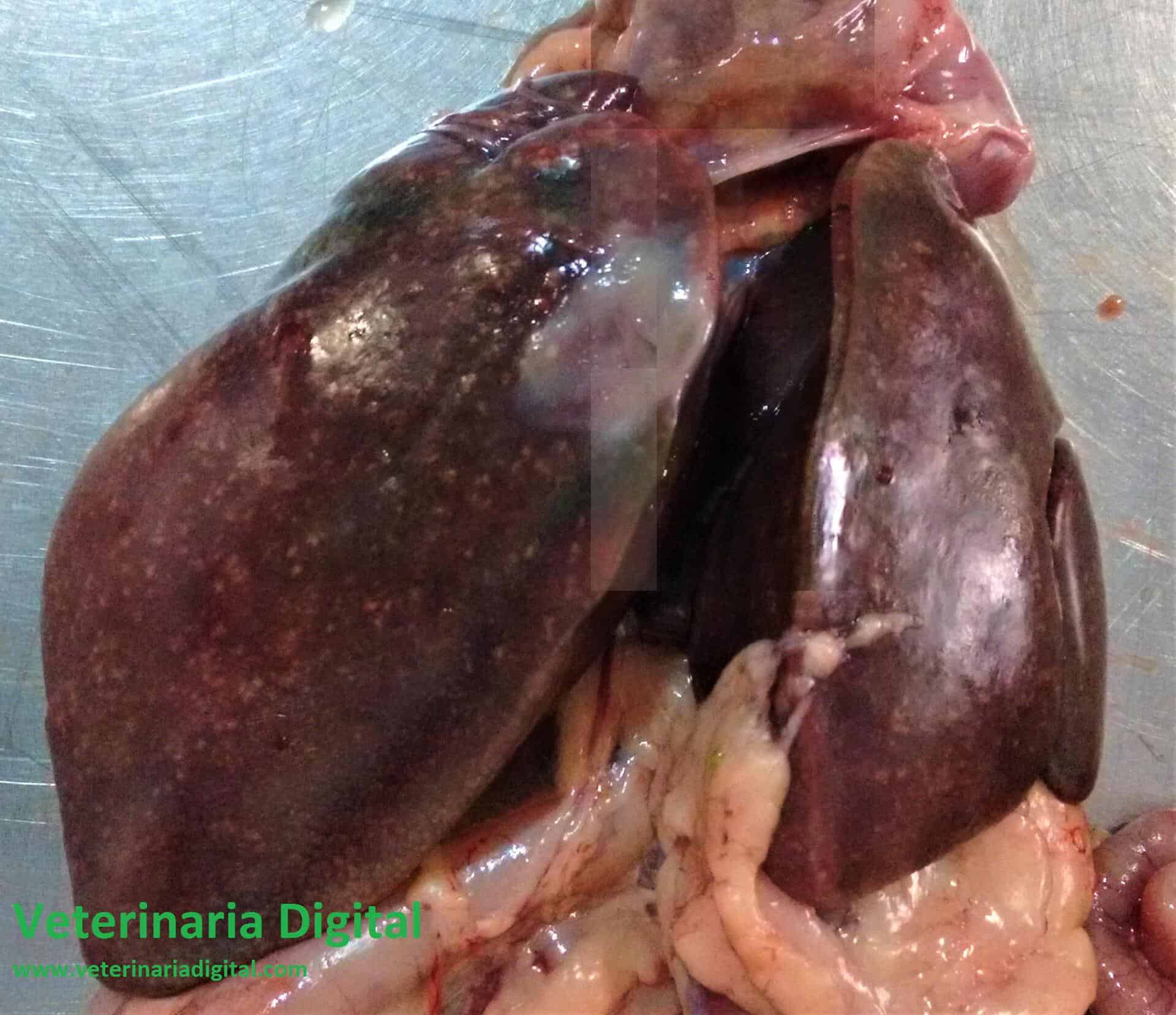Avian hepatitis caused by Shigella sp.