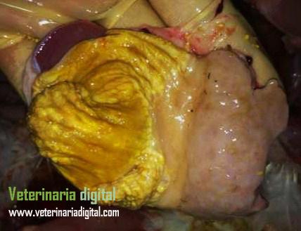 Trichotecenes in gizzard
