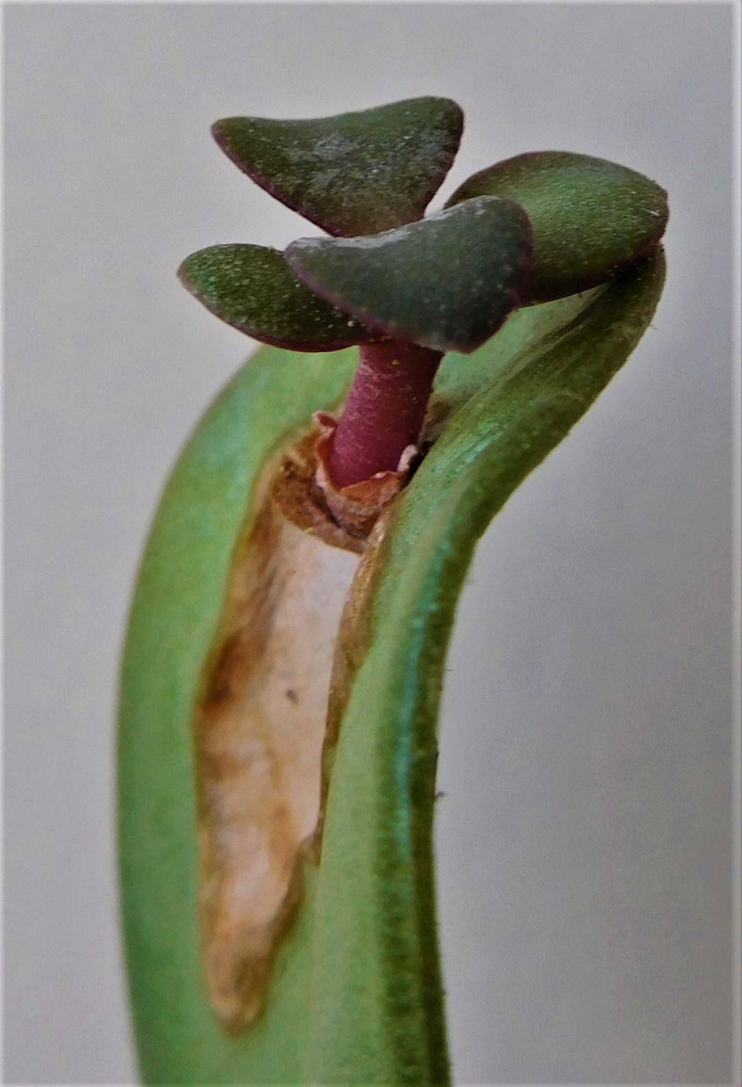Somatic embryogenesis or adventitious regeneration. Dissemination 107th