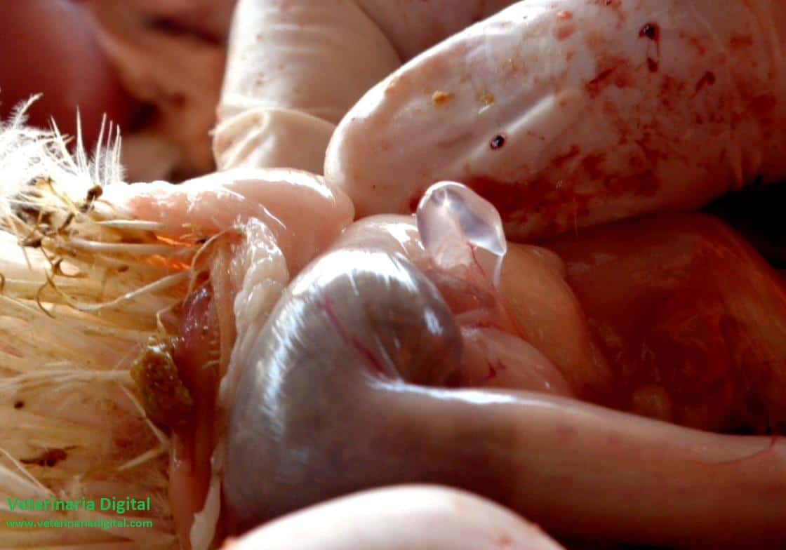 Hidrosalpingitis en Bronquitis infecciosa