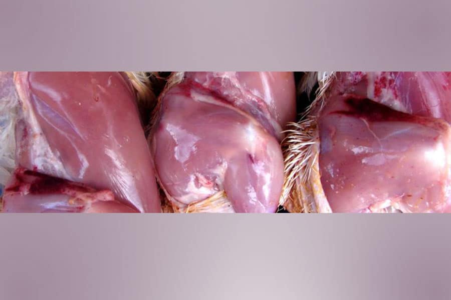 Septicemia por Enterobacterias