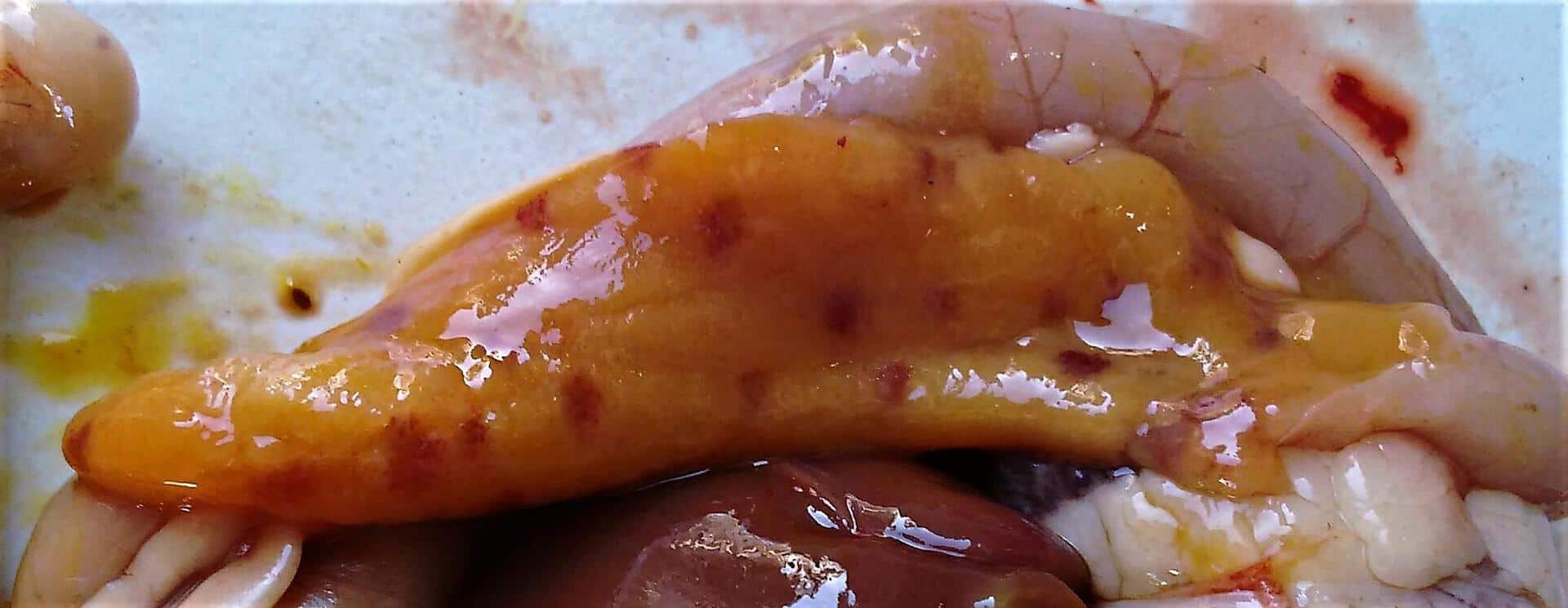 Necrotic enteritis and biotin deficiency in birds