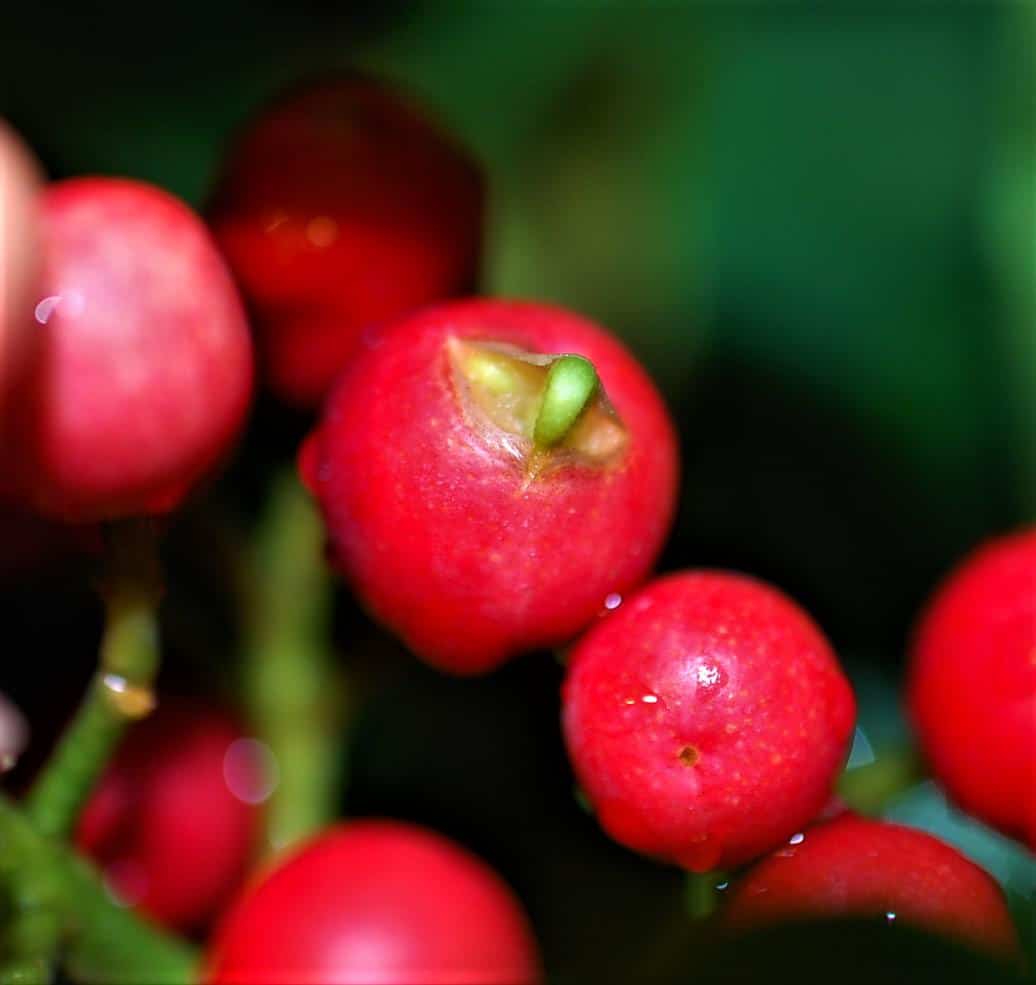 Somatic embryogenesis in seeds. Dissemination 108th