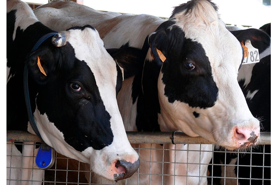 Suplementación en vacas lecheras con un captador de micotoxinas (Silicoglicidol) para la reducción de aflatoxina M1 en leche