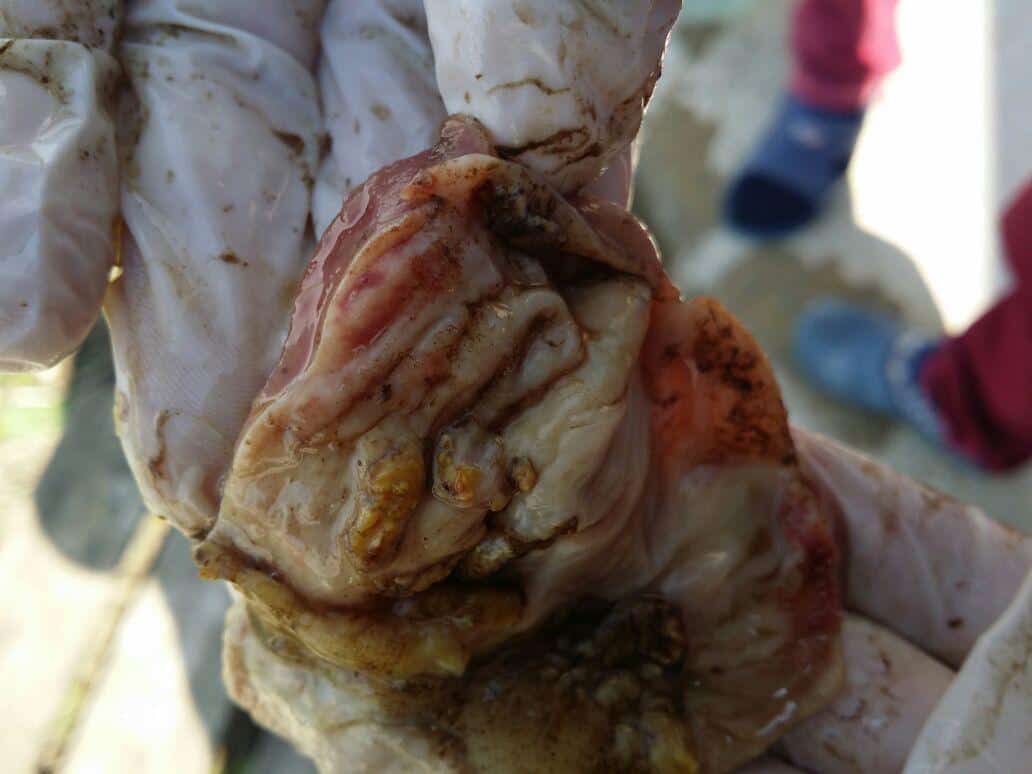 Lesiones de molleja por formaldehido
