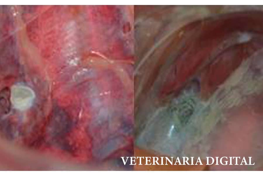 Aspergillus nodules in ducks
