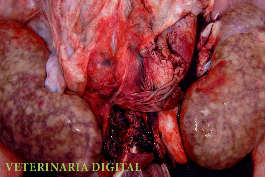 Septicemic renal foci in porcine clostridiosis