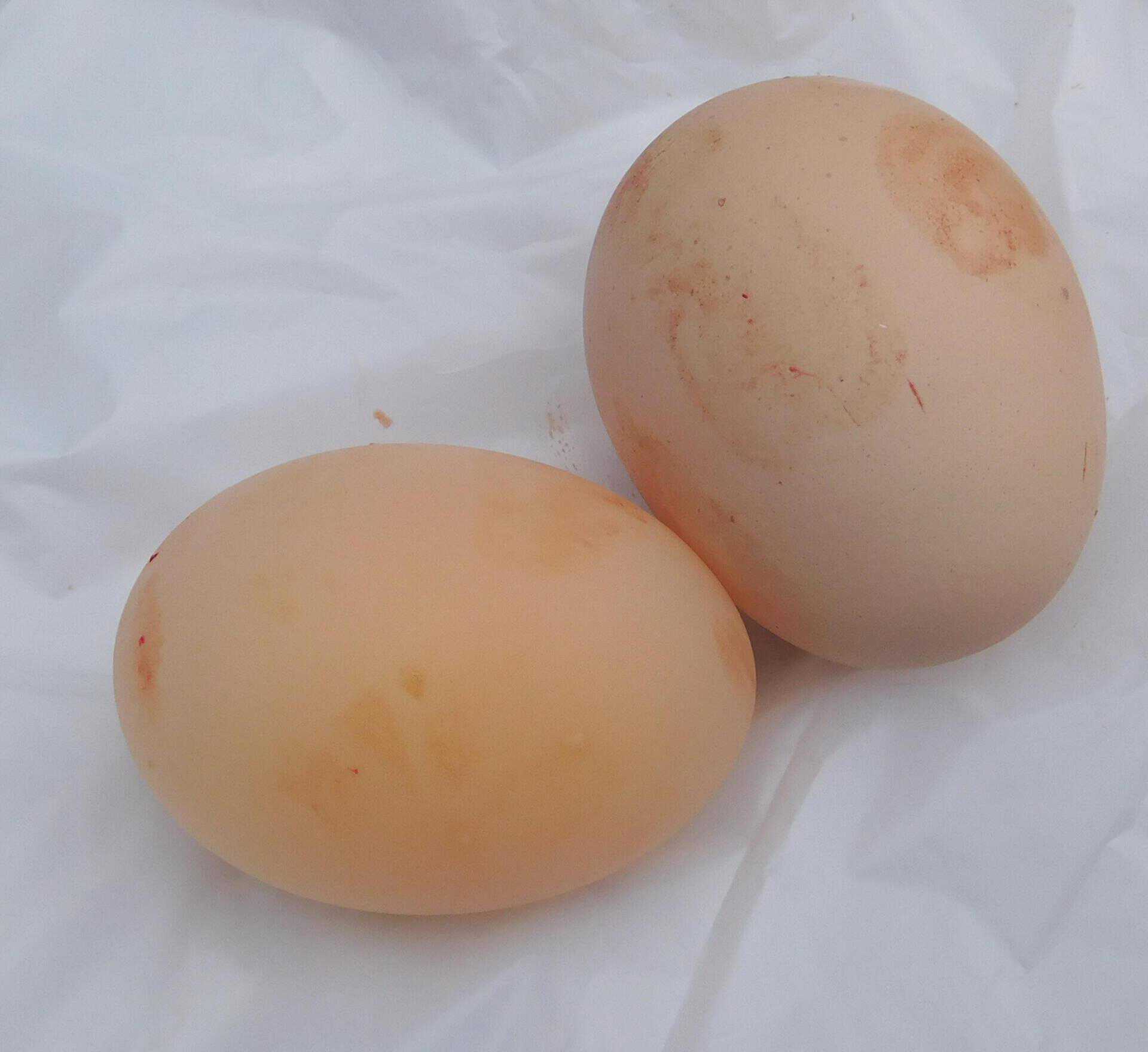 Eggs in coltsfoot