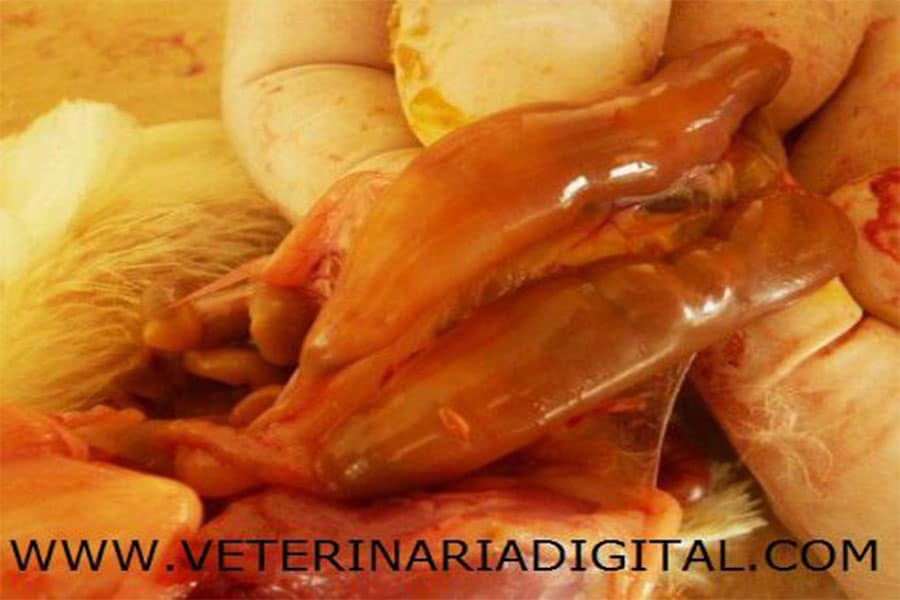 Tiflitis por hepatoenteritis tóxica infecciosa aviar
