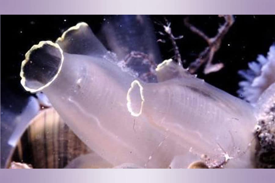 Ciona Intestinalis. Divulgación 4