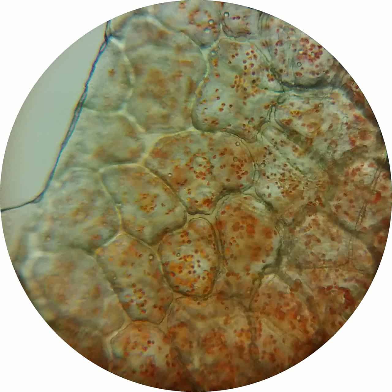 The first prokaryotic plants: chloroplasts. Dissemination 58th