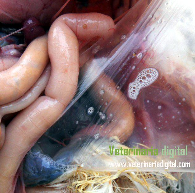 Mycoplasmal airsacculitis