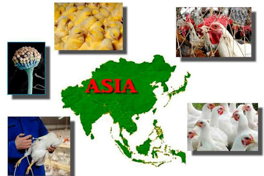 Patología Trimestral V: Asia