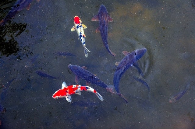 Fish Nutrition: Protein