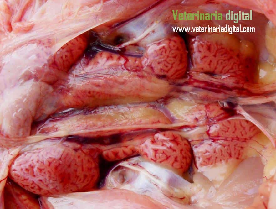 Lesión renal por virus de Bronquitis infecciosa aviar