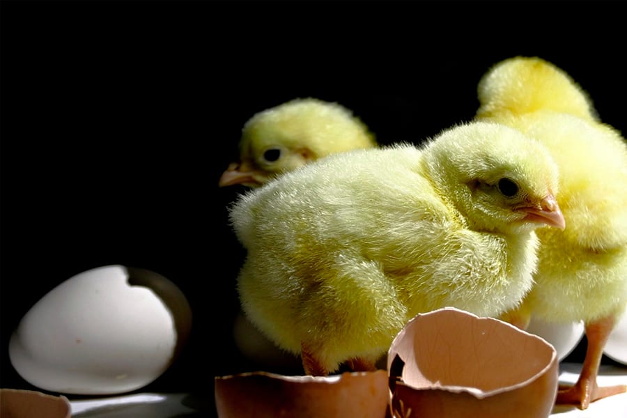 The main poultry producers and distributors in Eastern Europe received commercial support from Biovet