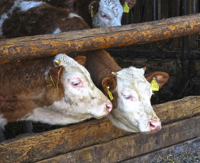 Use of preservatives in ruminants