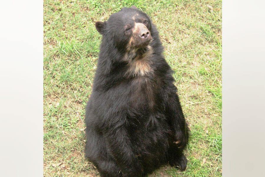 A bear with spectacles